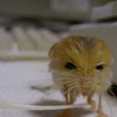 Jerboa GIF
