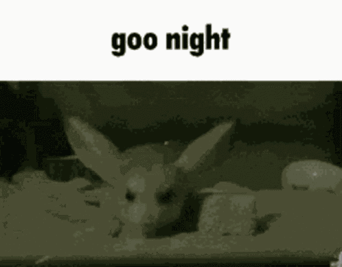 Jerboa Roingus GIF