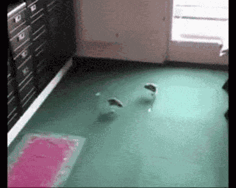 Jerboa Silly GIF