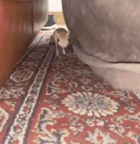 Jerboa GIF