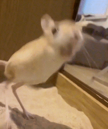 Jerboa GIF