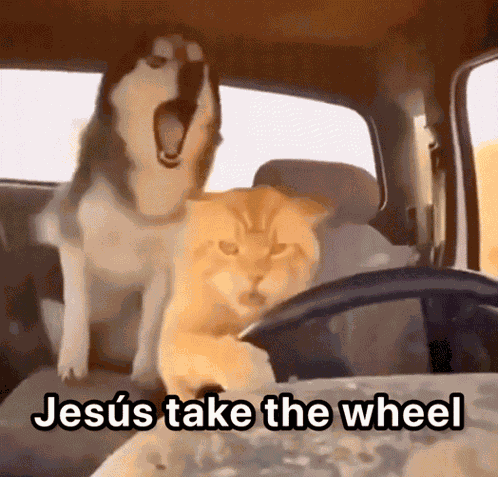 Jesus Take The Wheel Cat GIF