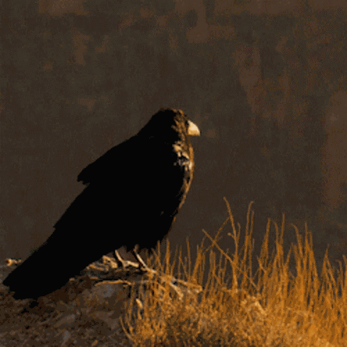 Jim Jimkin GIF