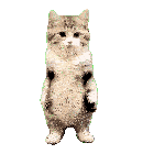 Jive Cat Dancing Cat Meme Sticker