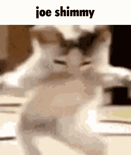 Joe Cat GIF