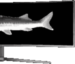 Joel Ultrawide Sticker