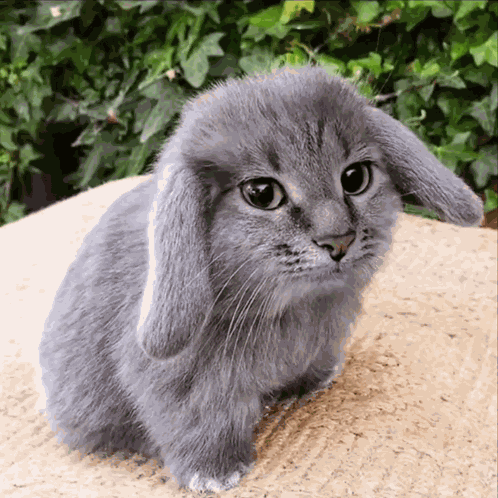 Jojagifs Suvondutch GIF