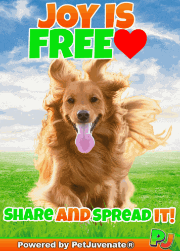 Joy Free Love Share Pj Petjuvenate Joy Is Free GIF