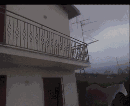 Juan Horse GIF
