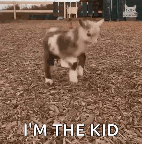 Jumping Kid Jumping GIF