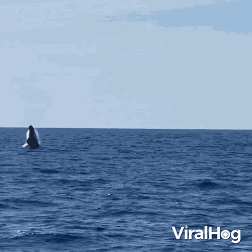 Jumping Out Of The Water Viralhog GIF