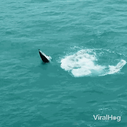 Jumping Out Of Water Dolphin GIF