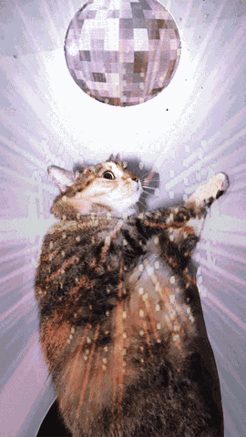 Juturna Disco Cat GIF
