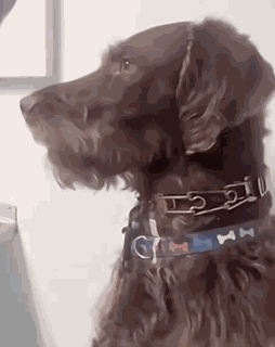 Kai Is GIF