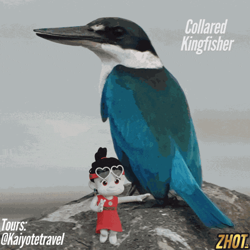 Kaiyote Travel Collared Kingfisher GIF