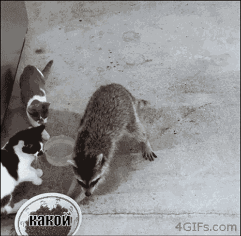 Kakon Cat GIF