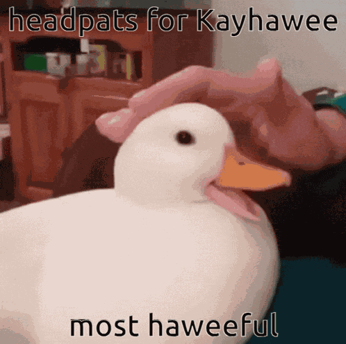 Kayhawee Duck GIF