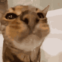 Kenepter Cat GIF