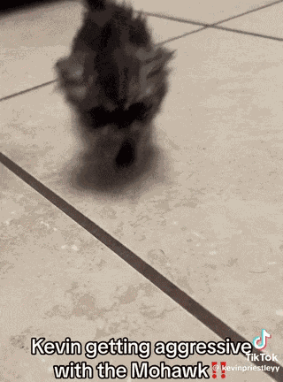 Kevin Kitten GIF