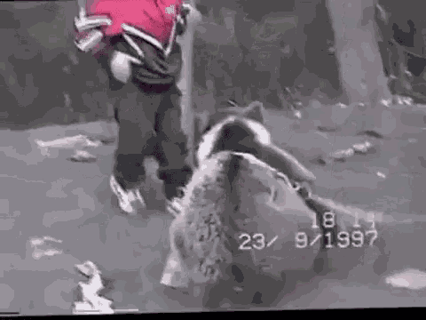 Khabib Bear GIF