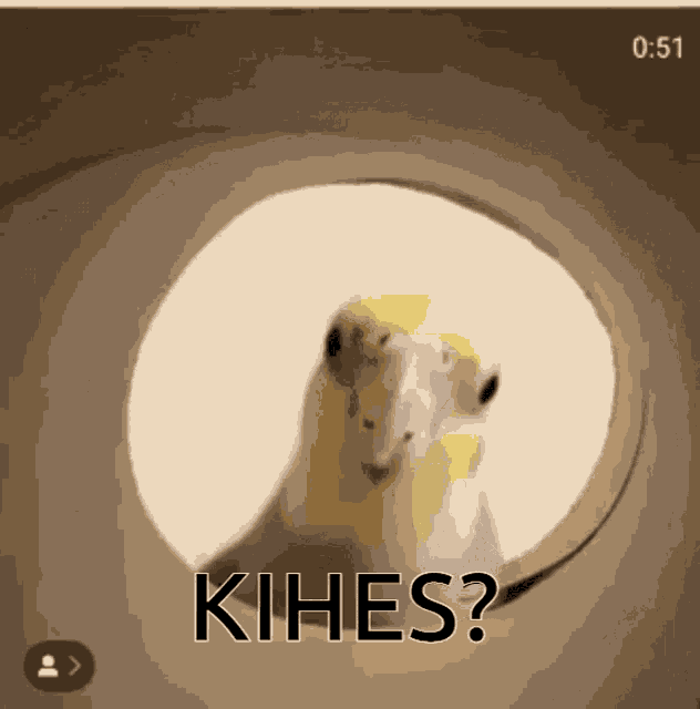 Kihes Bird Kies Calopsita Birb Isaac Kihes GIF