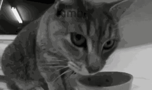 Kimba Cat GIF