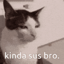 Kinda Sus Bro Cat GIF