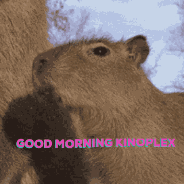 Kinoplex Capybara GIF