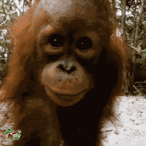 Kiss Monke GIF