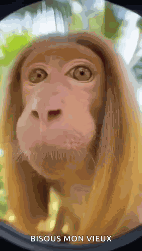 Kiss Monkey GIF