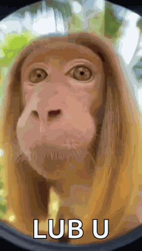 Kiss Monkey GIF