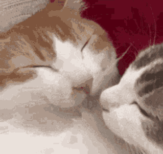 Kiss Smooch GIF