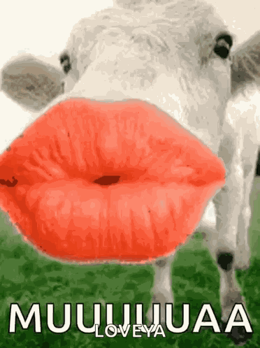 Kisses Cow GIF