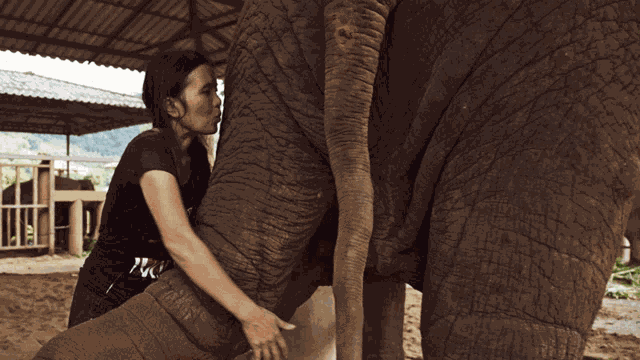 Kissing The Elephant The Last Tourist GIF
