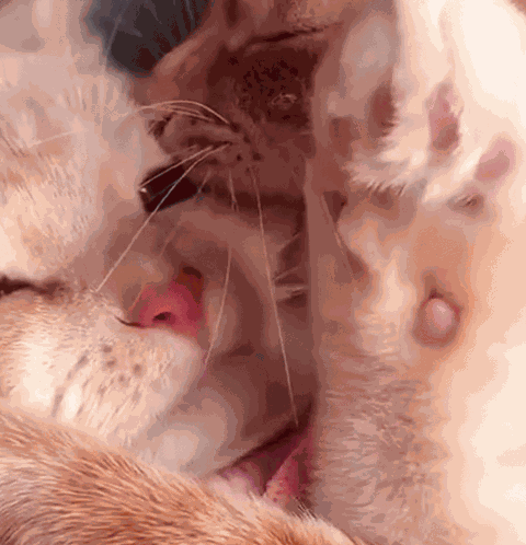 Kitten Bite Cuteness Aggression GIF