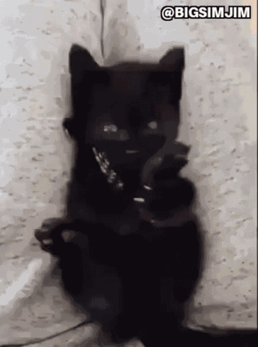 Kitten Black Cat GIF