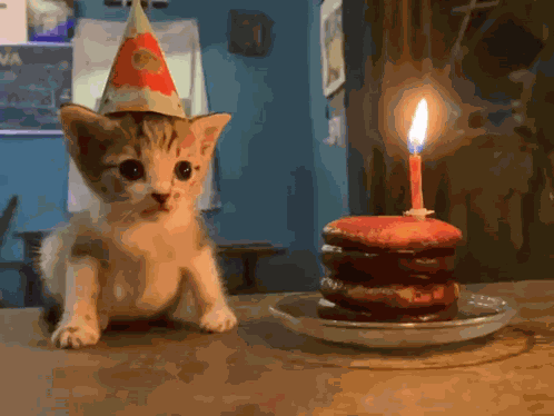 Kitten Cat GIF