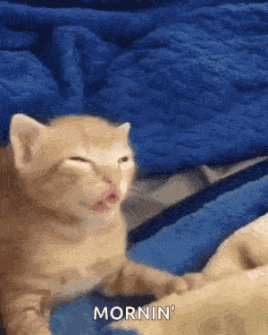 Kitten Cat GIF