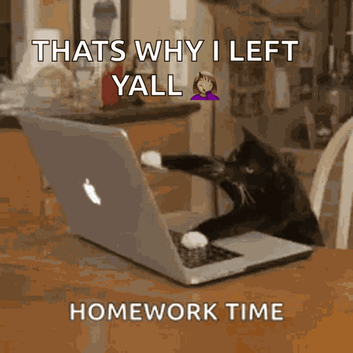 Kitten Cat GIF