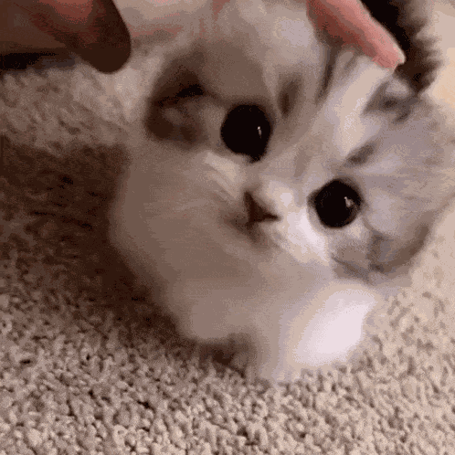 Kitten Cute GIF
