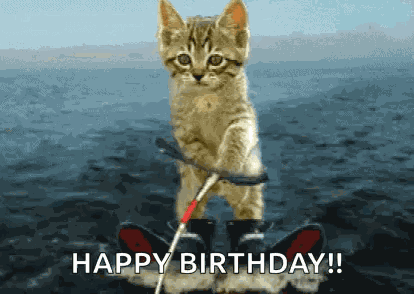 Kitten Cute GIF