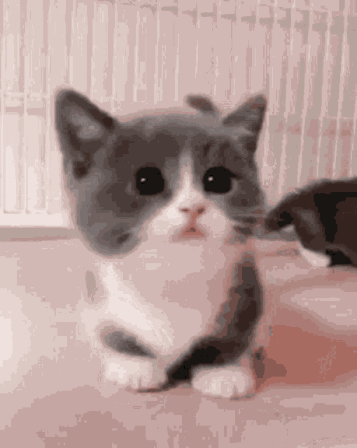 Kitten Cute GIF