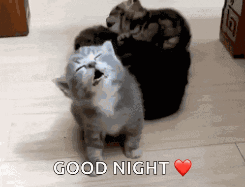 Kitten Is Sleeping GIF