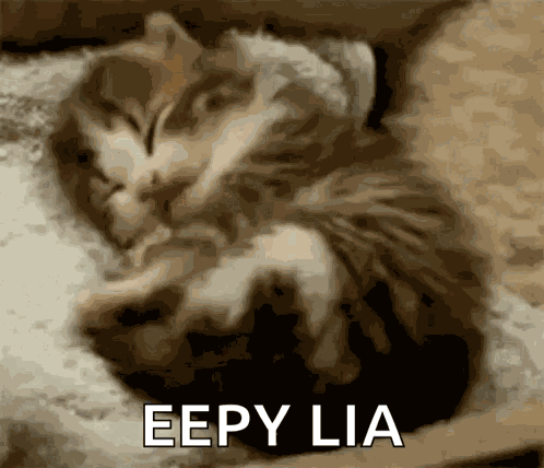 Kitten GIF