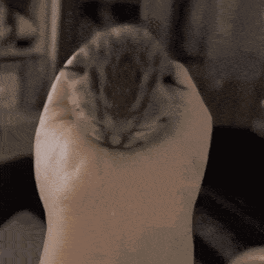Kitten Kitty Kat GIF