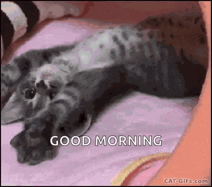 Kitten Kitty GIF