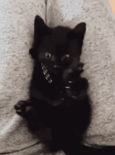 Kitten Licking GIF