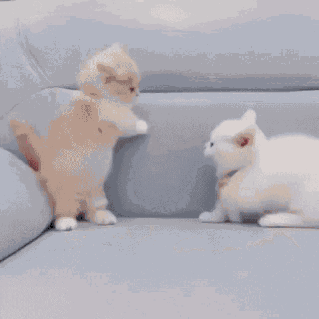 Kitten Smol GIF