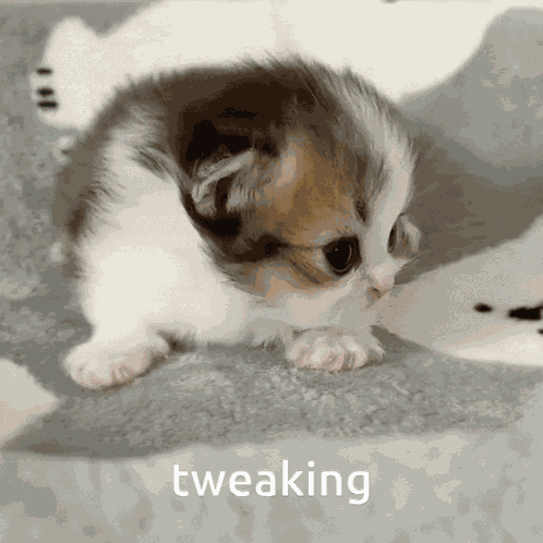 Kitten Tweaking GIF