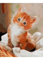 Kittens Little Cats Sticker